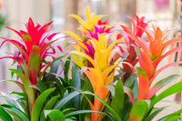 Mixed bromeliad tillandsia blume samen for anpflanzung - garten favorite, heirloom & gmo free samen for home garten
 
 sale samen for home garten