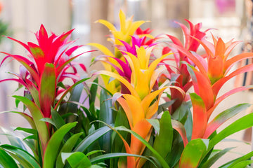 Mixed bromeliad tillandsia blume samen for anpflanzung - garten favorite, heirloom & gmo free samen for home garten
 
 sale samen for home garten