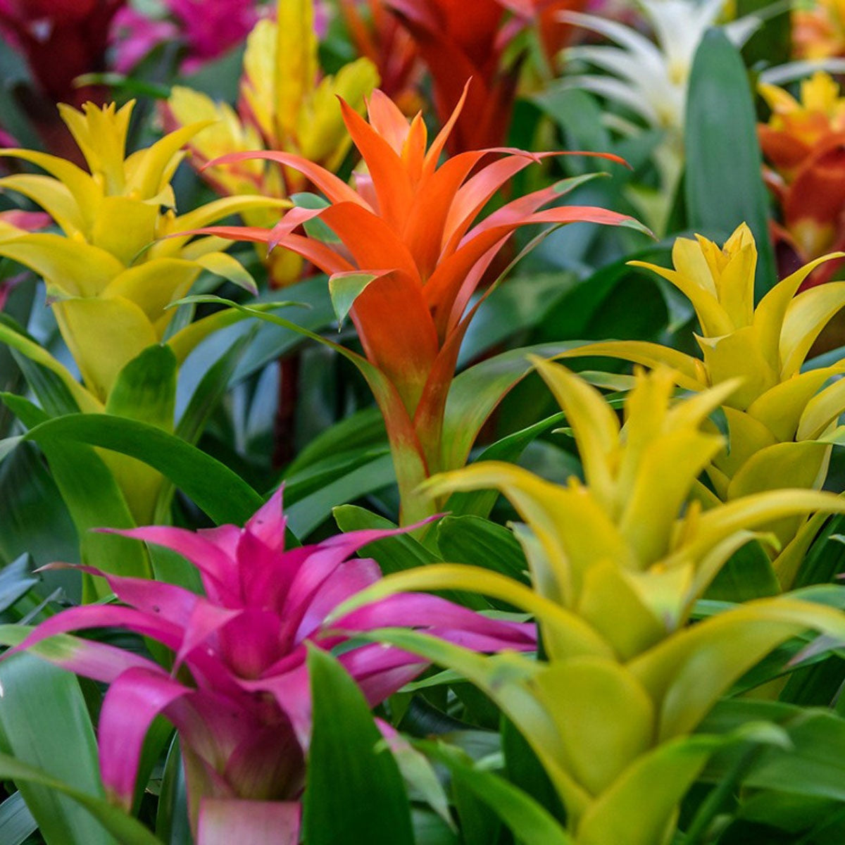 Mixed bromeliad blume samen for anpflanzung - seasonal bloomer, heirloom & gmo free samen for home garten
 
 sale for anpflanzung in home garten