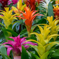 Mixed bromeliad blume samen for anpflanzung - seasonal bloomer, heirloom & gmo free samen for home garten
 
 sale for anpflanzung in home garten