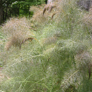 Feathery bronze foliage of Foeniculum vulgare Purpureum in Garten