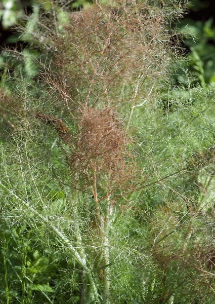 Umbel of yellow Blumen on mature Bronze Fennel Pflanze