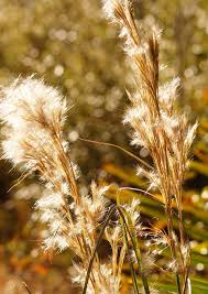 Broomsedge Samen for Native Grass Aussaat