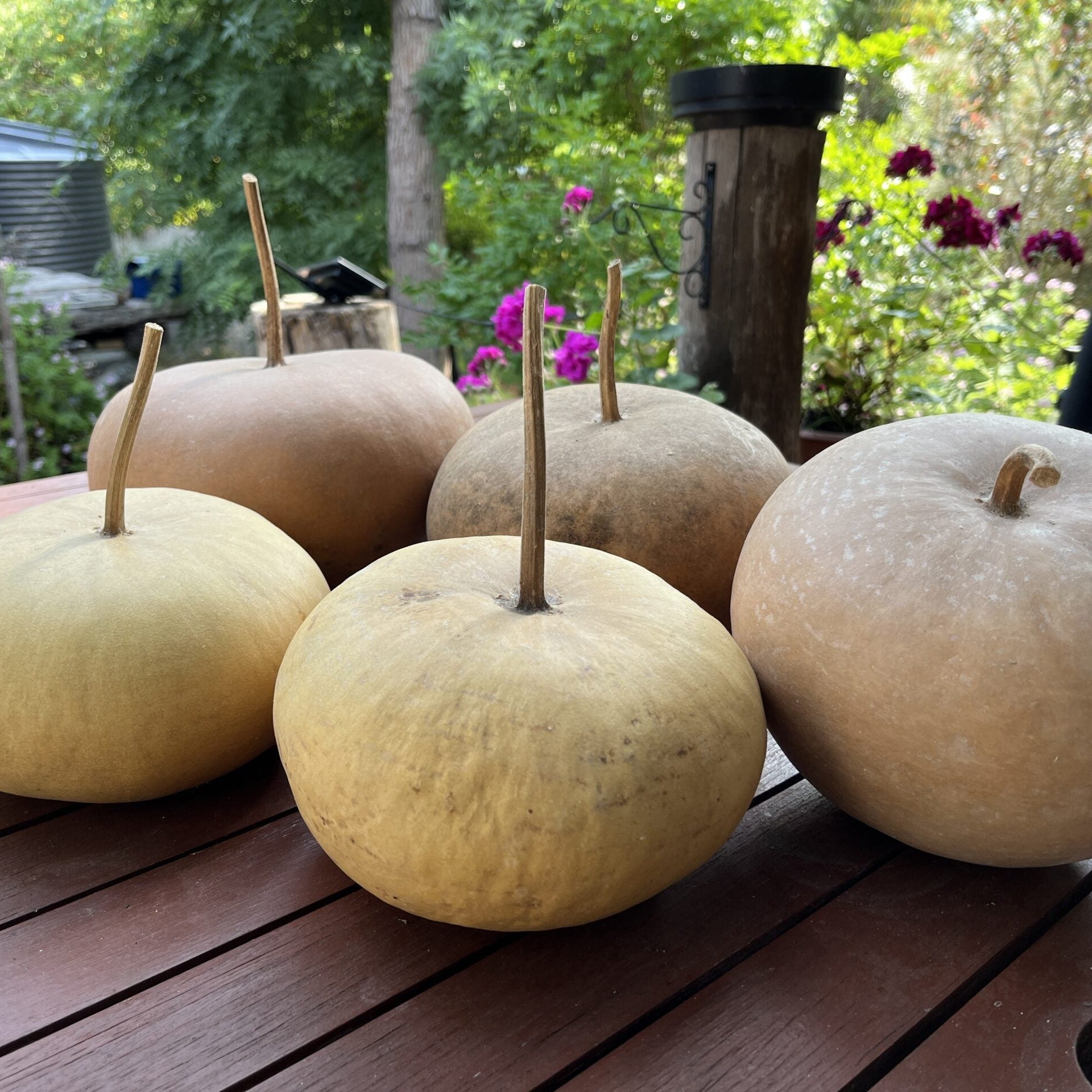 Brown bushel gourd samen für aussaat