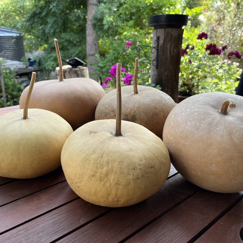 Brown bushel gourd samen für aussaat