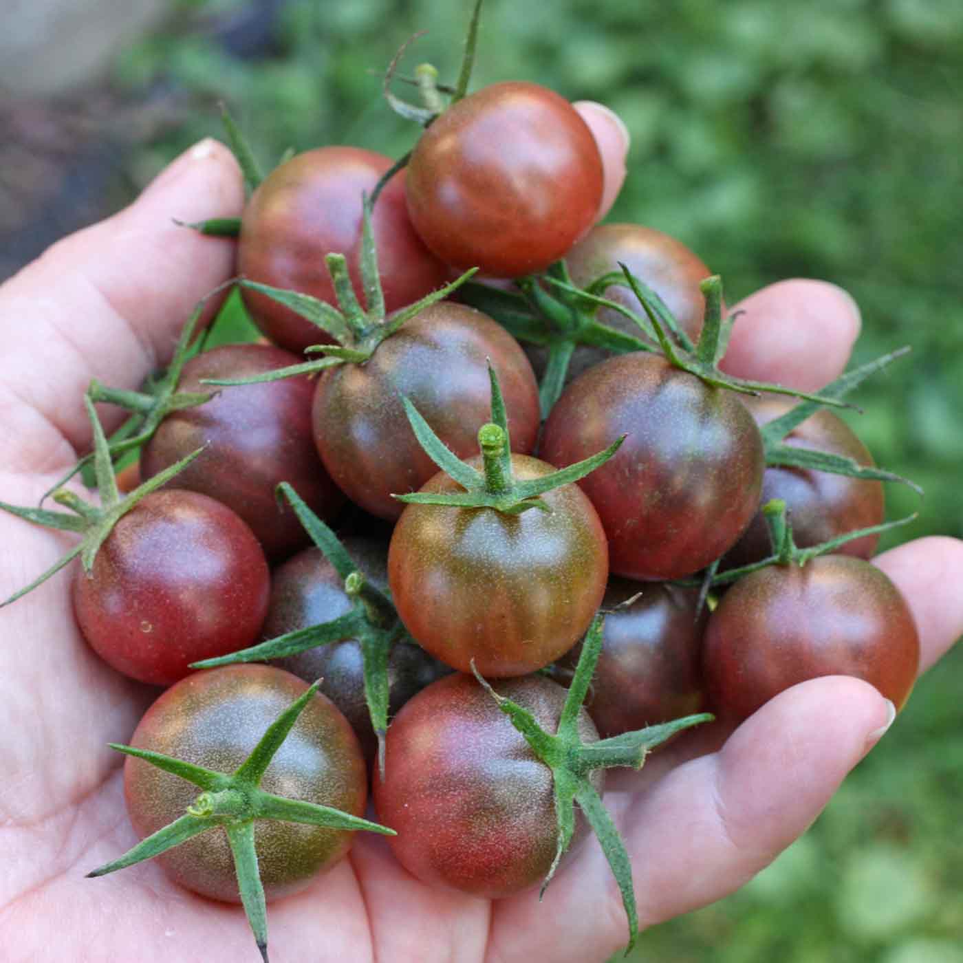 Brown flesh traditionelle tomatoes wachsend on pflanze