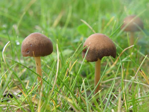 Close-up of mature brown pilz kappen