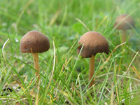 Close-up of mature brown pilz kappen