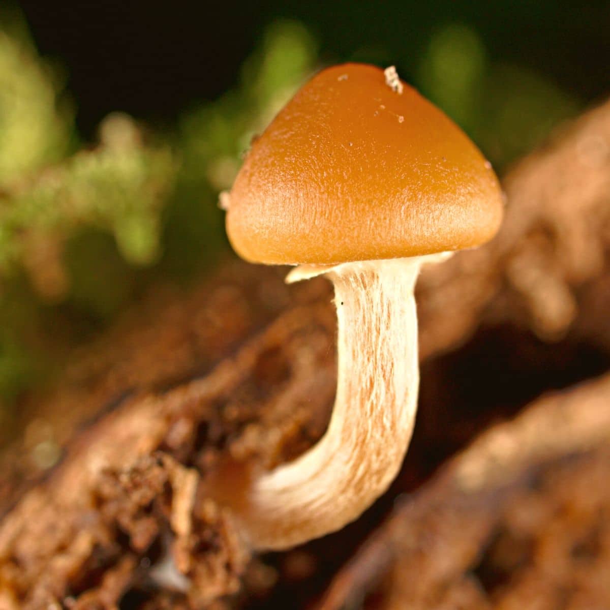 Brown pilz aussaat samen für home wachsend