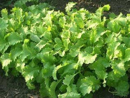 Brown Mustard Samen Brassica juncea producing leafy mustard Pflanzen