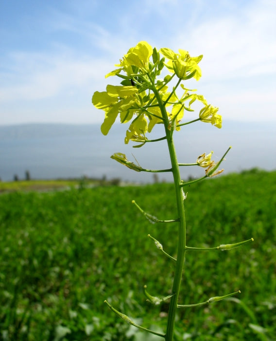 Brown Mustard Samen thriving in container and raised bed gardens