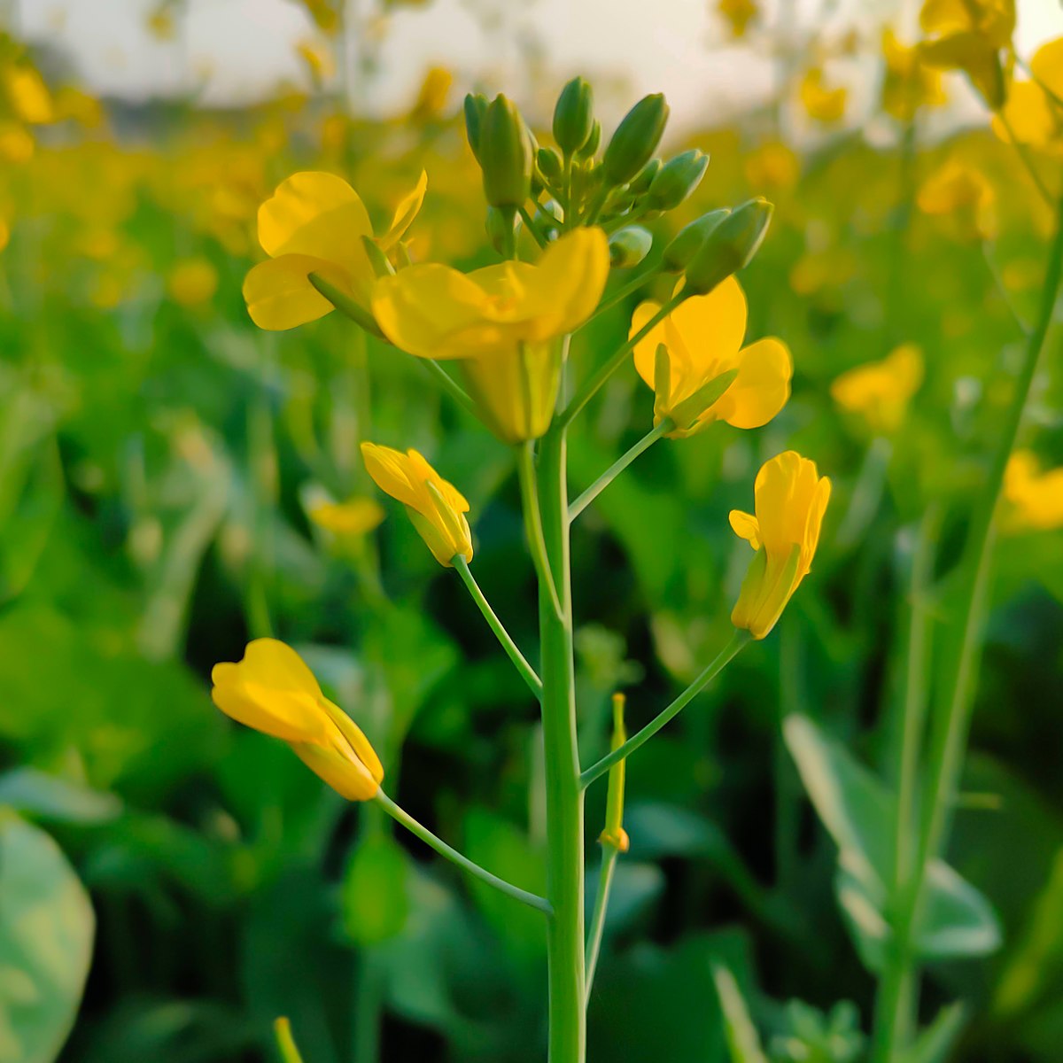 gentechnikfrei Brown Mustard Samen for Aussaat in US gardens