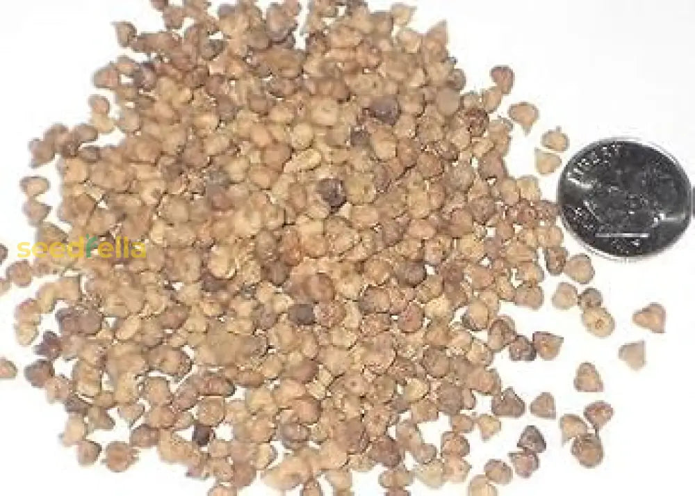 Brown Nirgundi Samen for Aussaat – gentechnikfrei Vitex Negundo Variety