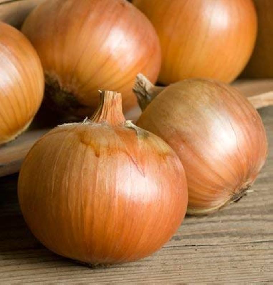Brown onion pflanzen thriving in raised bed gemüse patch