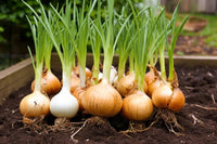 Allium cepa brown onion samen für aussaat in gemüse patch and home garten