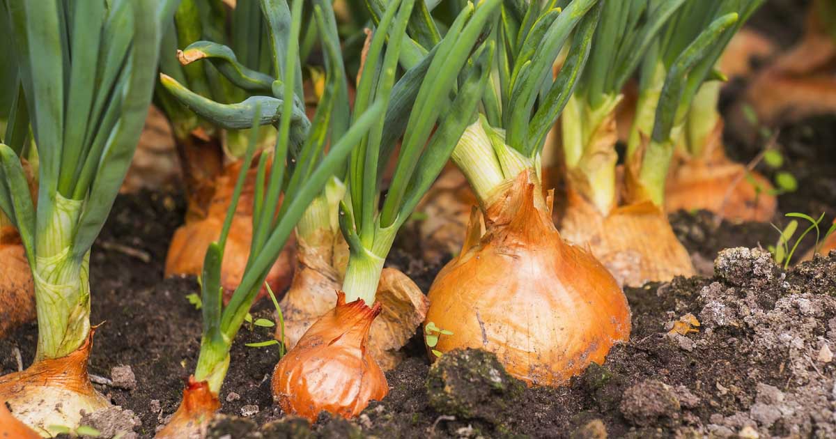 Closeup of high-quality allium cepa brown onion samen