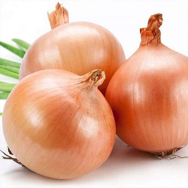 Brown onion pflanzen wachsend in home garten gemüse patch