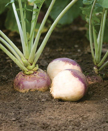 Brown lila rutabaga samen für aussaat non-gmo variety