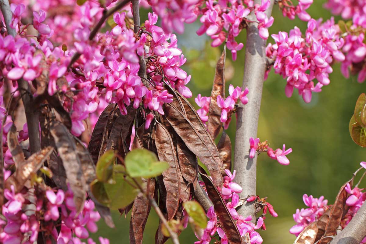 Braun redbud samen for borders and garten beds
