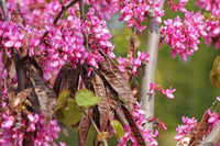 Braun redbud samen for borders and garten beds
