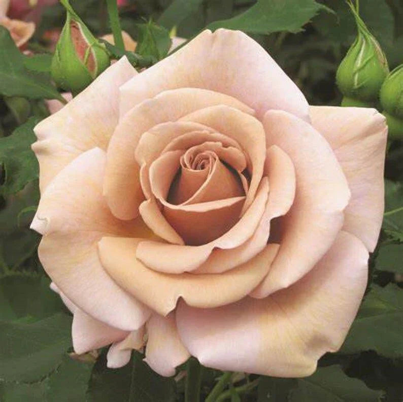 Braun rose blume samen