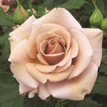 Braun rose blume samen