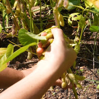 Harvest-ready brown süße soybeans aus samen