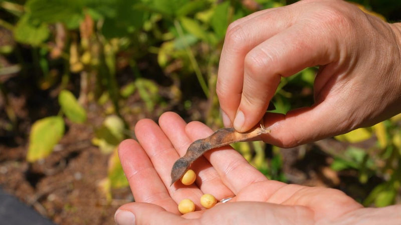 Brown süße soybean samen für home garten aussaat, non-gmo
