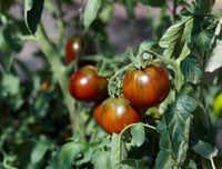 Freshly harvested brown tomatoes aus garten