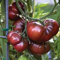 Brown tomato samen für aussaat in home gardens