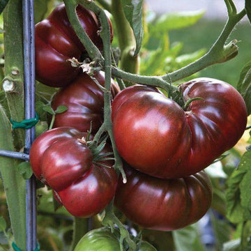 Brown tomato samen für aussaat in home gardens