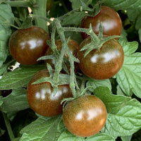 Brown tomato samen für aussaat in home gardens, non gmo variety