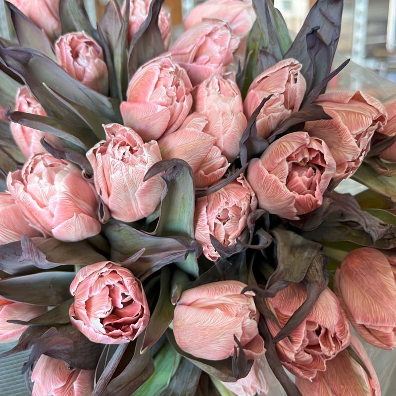 Braun tulip blume samen for anpflanzung