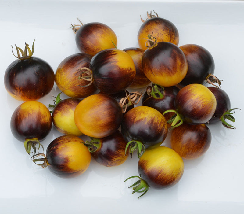 Brown and gelbe tomato samen für home garten aussaat