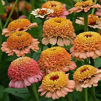 Braun and gelb zinnia blume samen for anpflanzung