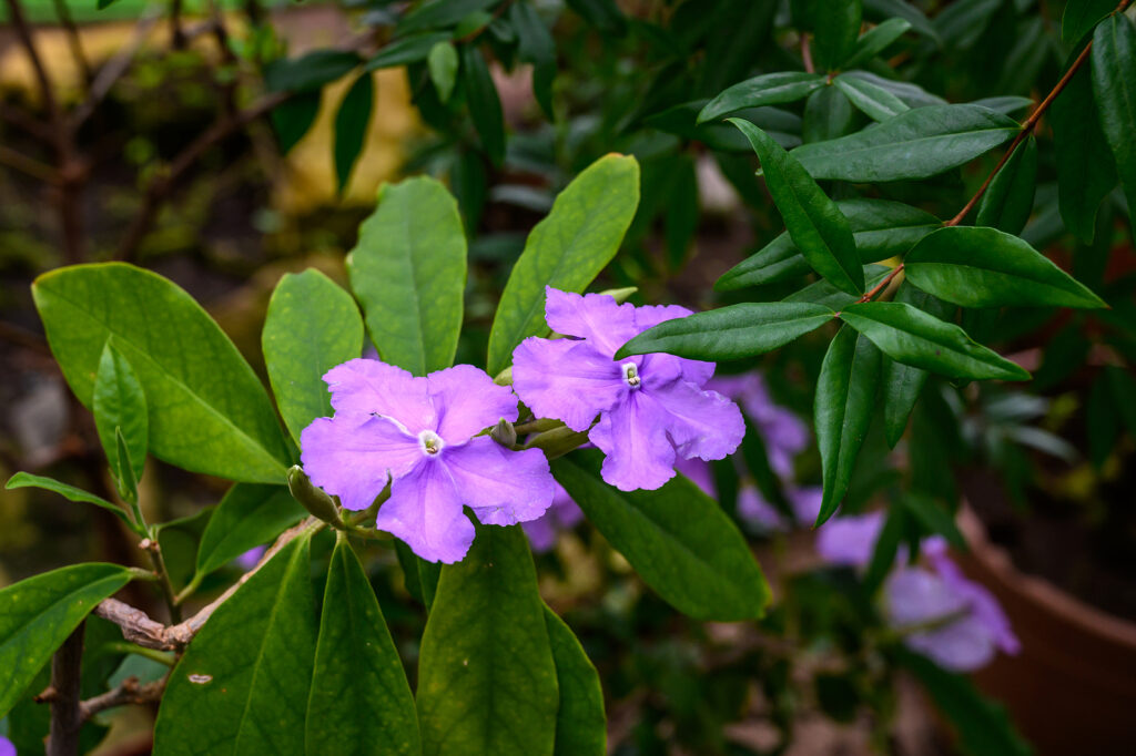 Brunfelsia blume samen with unique color changing blooms