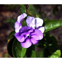 Brunfelsia samen for anpflanzung color changing garten blumen