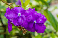 Brunfelsia samen for partial shade flowering pflanzen