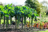 Brussels Sprouts Gemüsesamen - Easy Planting