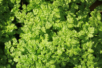 Brussels Winter Chervil Samen Anthriscus cerefolium producing gourmet leafy greens
