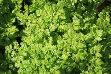 Brussels Winter Chervil Samen Anthriscus cerefolium producing gourmet leafy greens