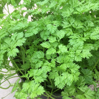 Brussels Winter Chervil Samen thriving in container and raised bed gardens