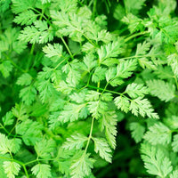 Tender leafy green chervil foliage grown from gentechnikfrei Brussels Winter Chervil Samen