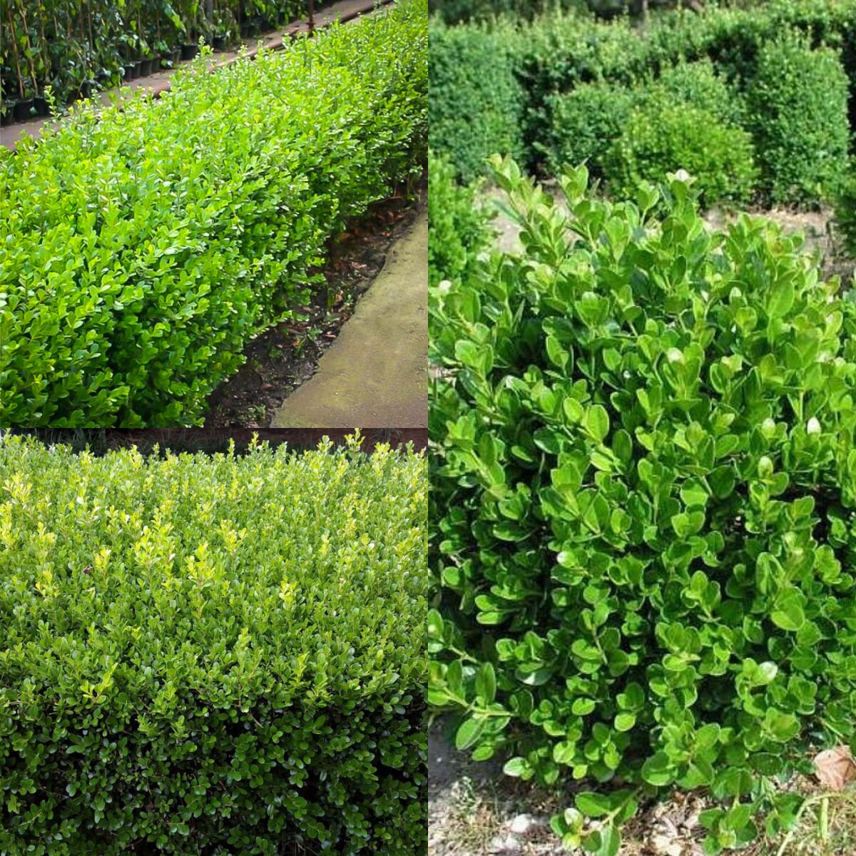 Buchsbaum pflanze samen for classic grün shrubs