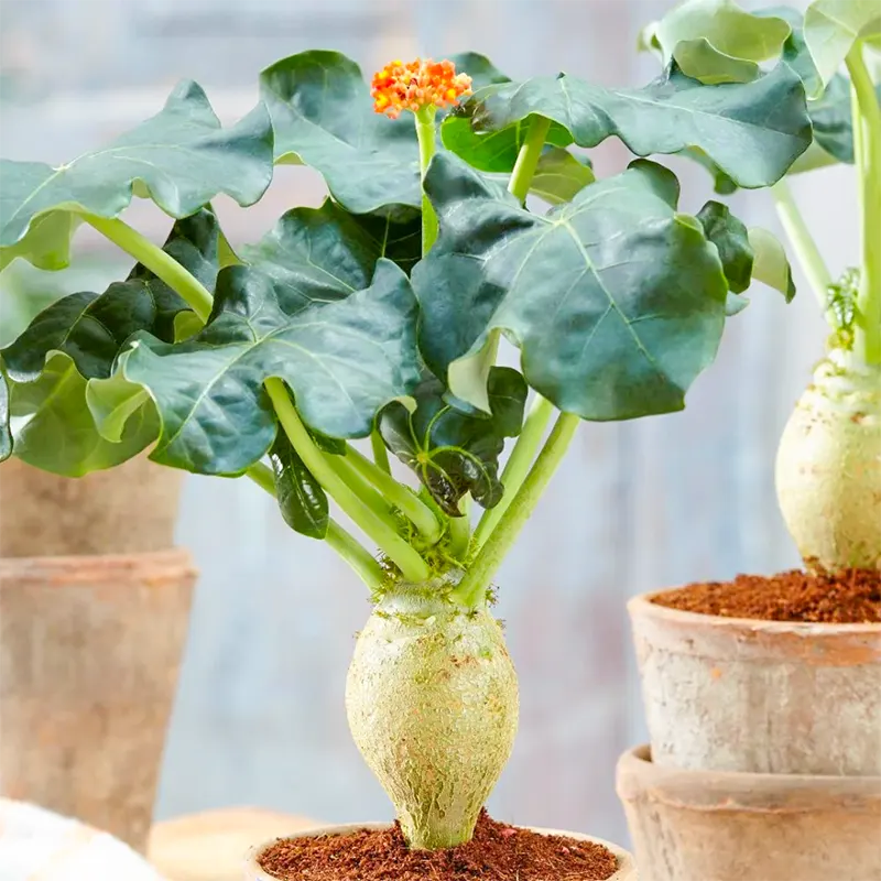 Buddha Tree Seedlings Emerging from Soil
