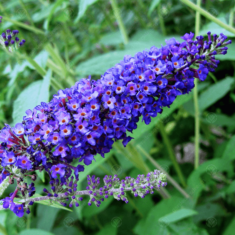 Empire blau buddleja alternifolia blume samen for anpflanzung - shade tolerant, heirloom & gmo free samen for home garten
 
 sale for anpflanzung in home garten