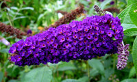 Sommerflieder Davidii Blumensamen zur Aussaat Anzucht Traditionssorte & ohne Gentechnik Samen Hausgarten