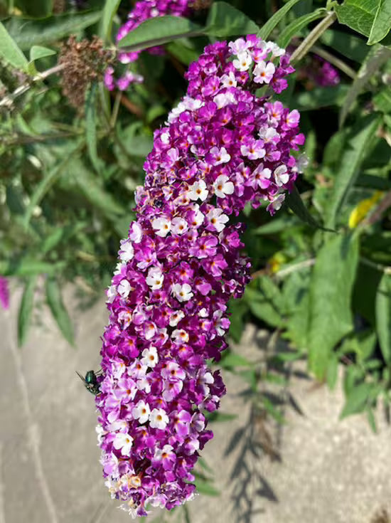 Creme Sommerflieder Blumensamen zur Aussaat – Anzucht – Traditionssorte & ohne Gentechnik Samen Hausgarten