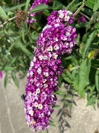 Creme Sommerflieder Blumensamen zur Aussaat – Anzucht – Traditionssorte & ohne Gentechnik Samen Hausgarten