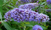 Sommerflieder Blumensamen zur Aussaat – sonnenliebend – Traditionssorte & ohne Gentechnik Samen Hausgarten